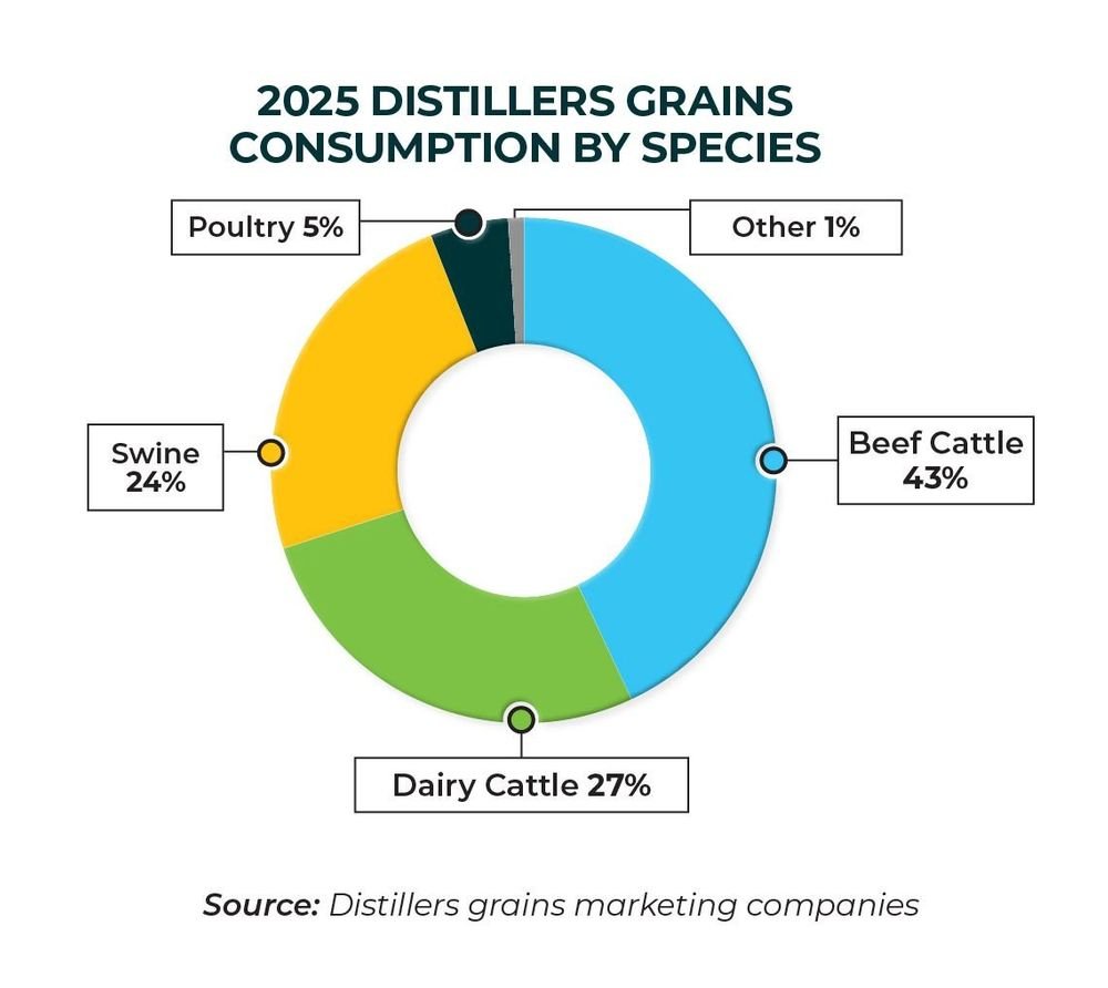 Distillers Grains Consumption by Species